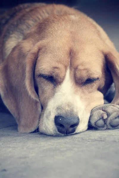 Cão dormindo — Fotografia de Stock