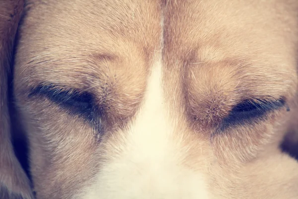 Los ojos de un perro — Foto de Stock