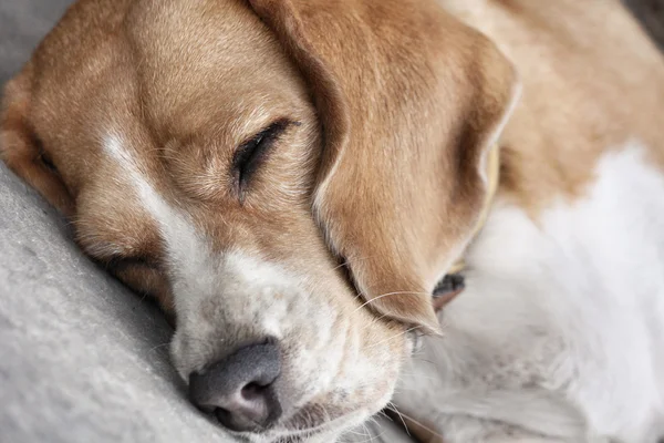 Dog sleeping — Stock Photo, Image