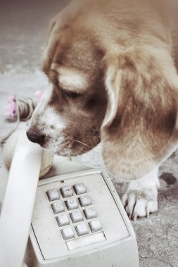 Vintage telefon ve köpek