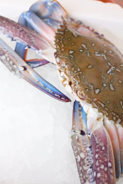 Crab isolated — Stock Photo, Image