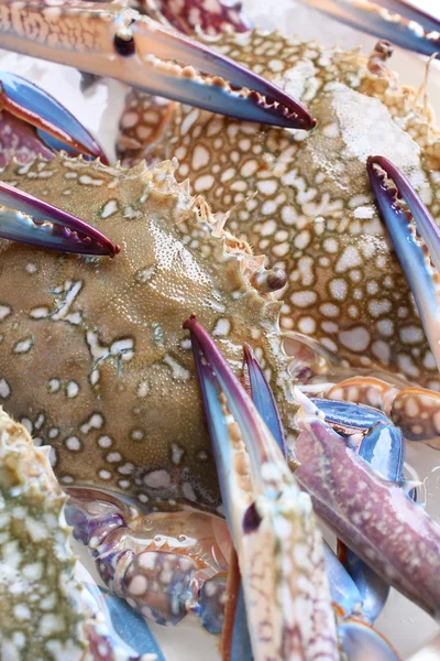 The crab — Stock Photo, Image