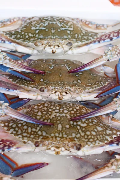 The crab — Stock Photo, Image