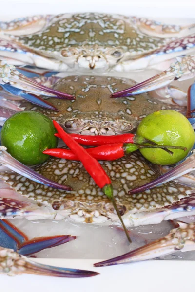 The crab — Stock Photo, Image