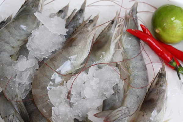 Shrimp — Stock Photo, Image