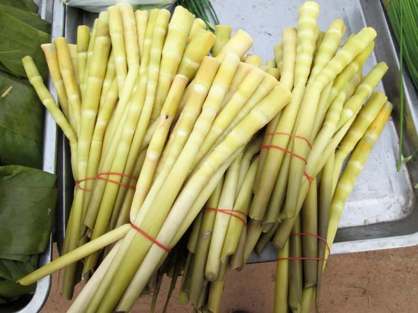 Tembakkan bambu kuning — Stok Foto