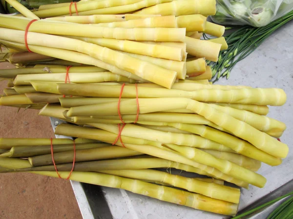 Gele bamboe shoot — Stockfoto