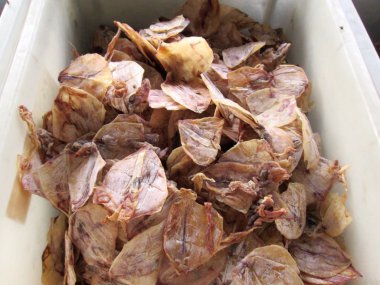 Kuru Mürekkep balığı