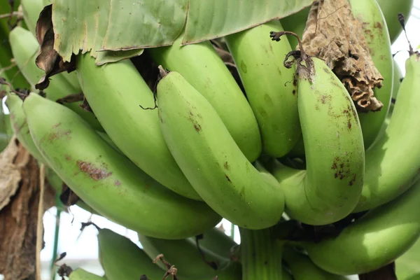 Banan frukt — Stockfoto