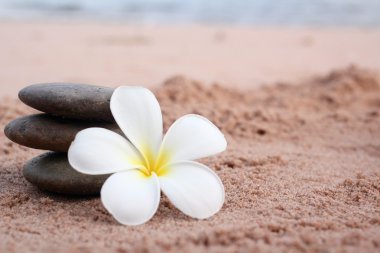 Spa frangipani çiçek ve taşlar
