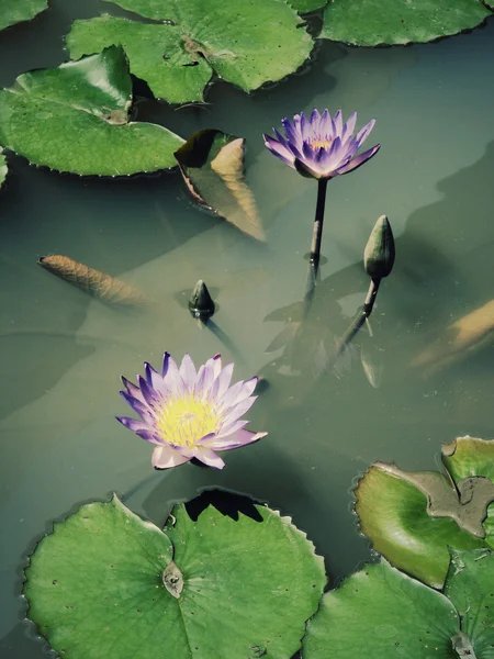 Flori de lotus — Fotografie, imagine de stoc