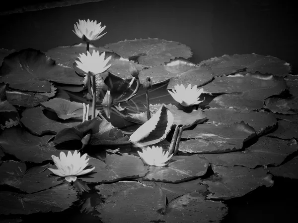 Flores de lótus — Fotografia de Stock