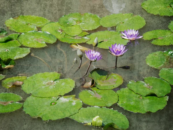 Flores de lótus — Fotografia de Stock