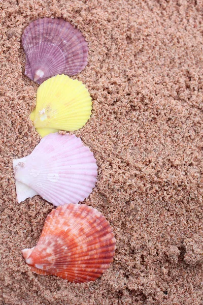 Muscheln am Strand — Stockfoto