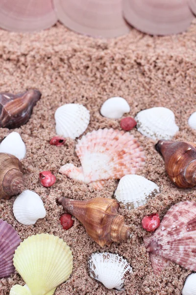 Muscheln am Strand — Stockfoto