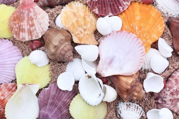 Muscheln am Strand — Stockfoto