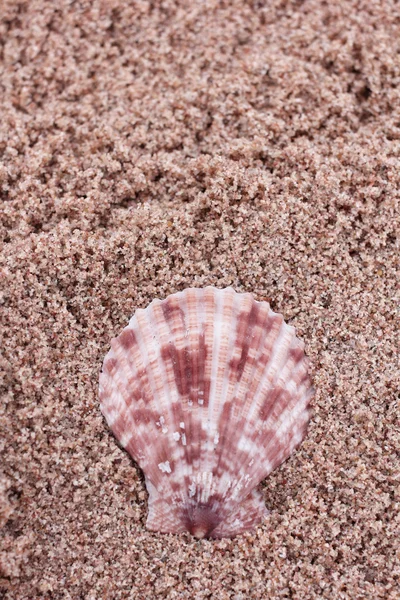 Muschel am Strand — Stockfoto