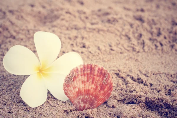 Shell na praia — Fotografia de Stock