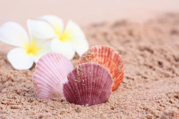 Muscheln am Strand — Stockfoto