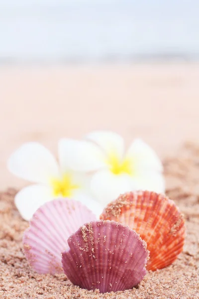 Muscheln am Strand. — Stockfoto