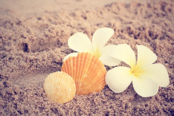 Conchas na praia — Fotografia de Stock