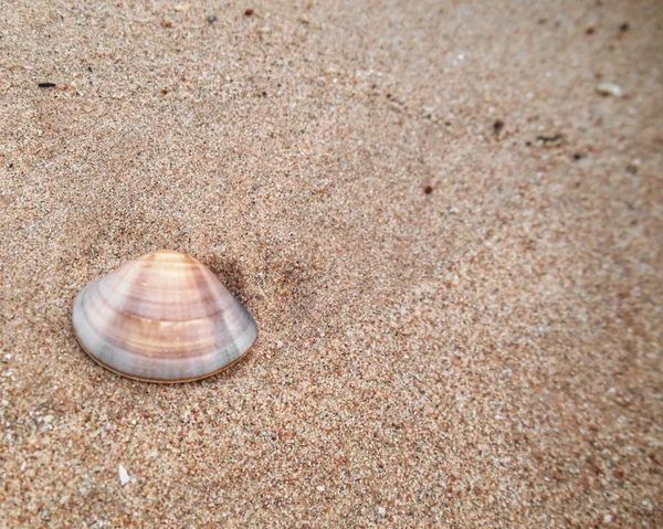 Muschel am Strand — Stockfoto