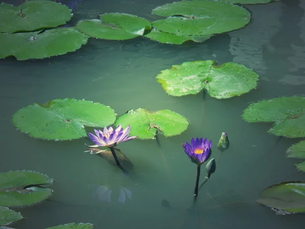 蓮の花 — ストック写真