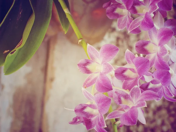 Flores de orquídeas — Fotografia de Stock