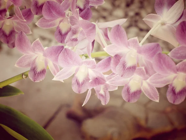 Orchideebloemen — Stockfoto