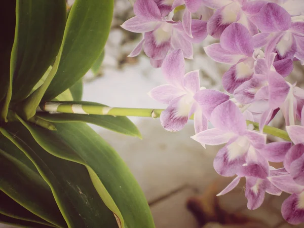 Orchideenblüten — Stockfoto