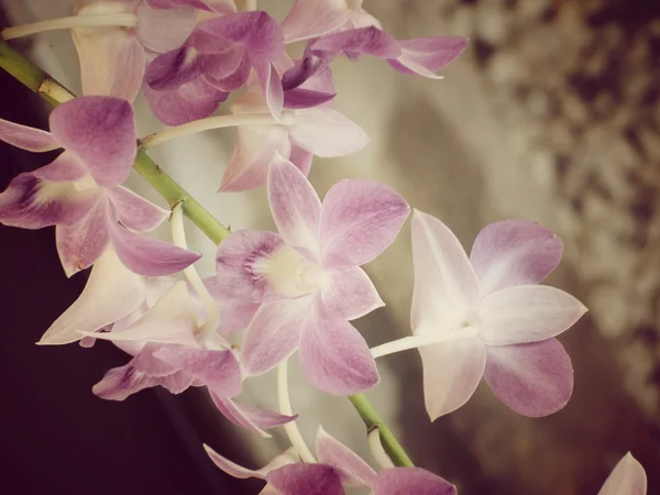 Flores de orquídeas — Fotografia de Stock