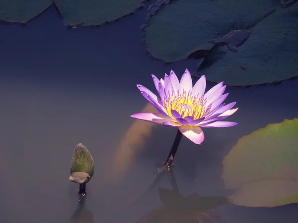 Lotus floare — Fotografie, imagine de stoc