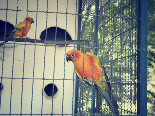 Bird in a cage. — Stock Photo, Image