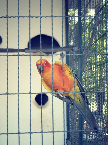 Vogel im Käfig. — Stockfoto