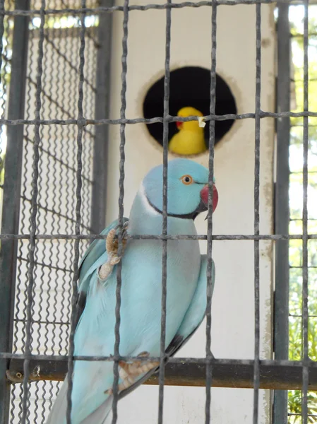 Pájaro en una jaula. —  Fotos de Stock