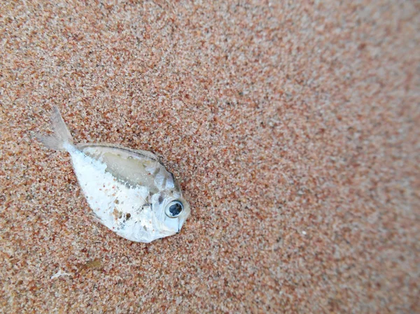 Dead fish on the beach — Stock Photo, Image