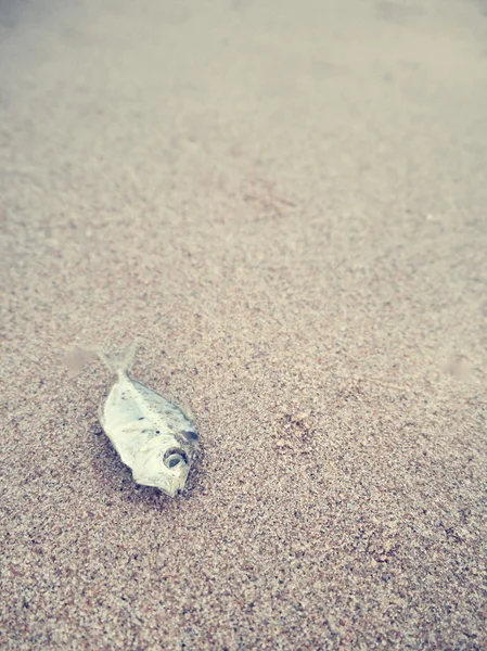 Dead fish on the beach — Stock Photo, Image