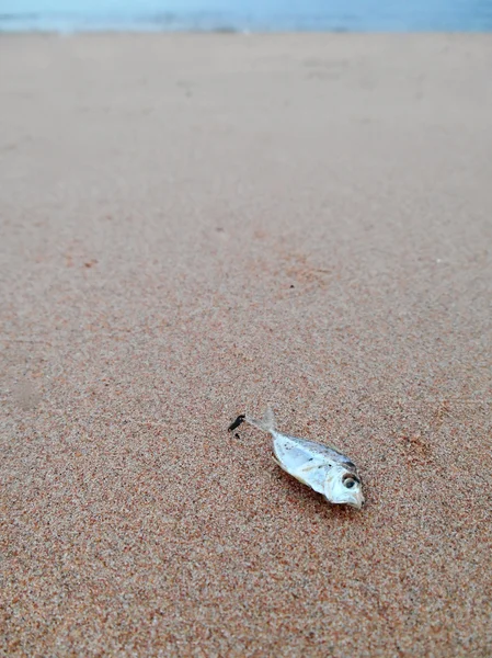 Dead fish on the beach — Stock Photo, Image