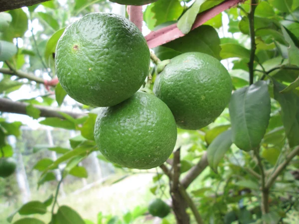 Apelsinfrukt på träd — Stockfoto