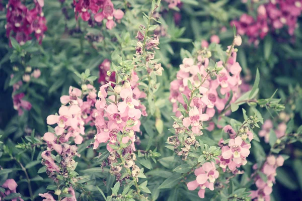 Pink salvia flowers — Stock Photo, Image