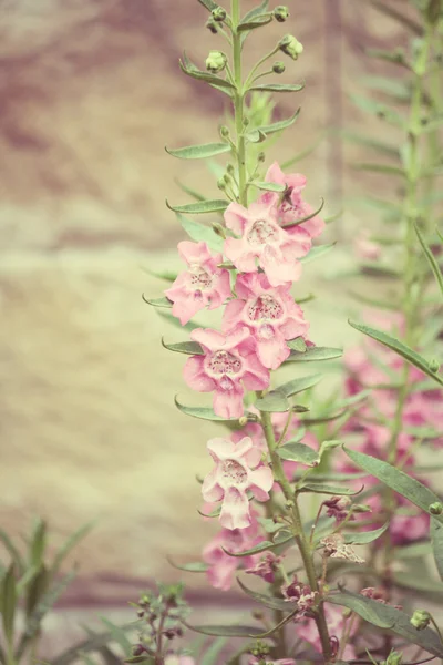 Rosa salvia blommor — Stockfoto