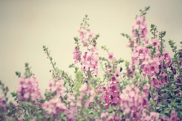 Розовые цветы сальвии — стоковое фото