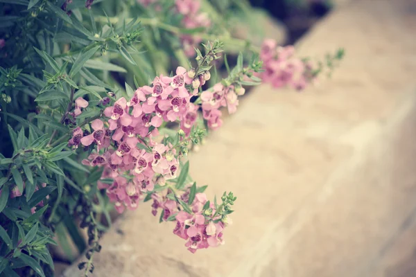 Květy růžové salvia — Stock fotografie