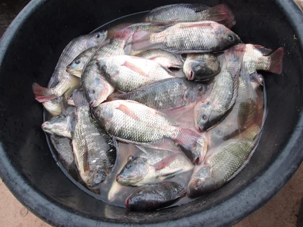 Frischer Fisch — Stockfoto