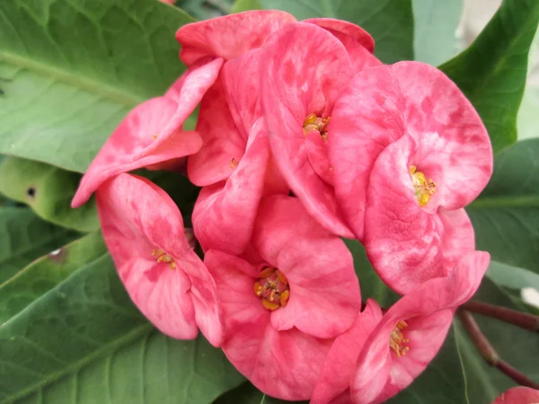 Euphorbia milii - red flower — Stock Photo, Image