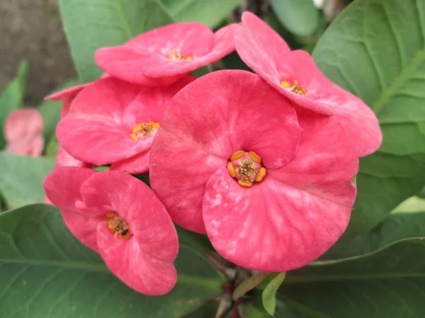 Euphorbia milii - red flower — Stock Photo, Image