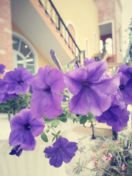 Purple flower in home — Stock Photo, Image