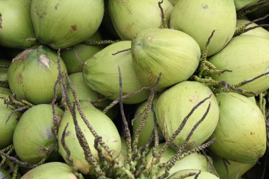 Hindistan cevizi suyu içecek