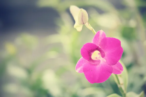 Fiore di orchidea rosa — Foto Stock