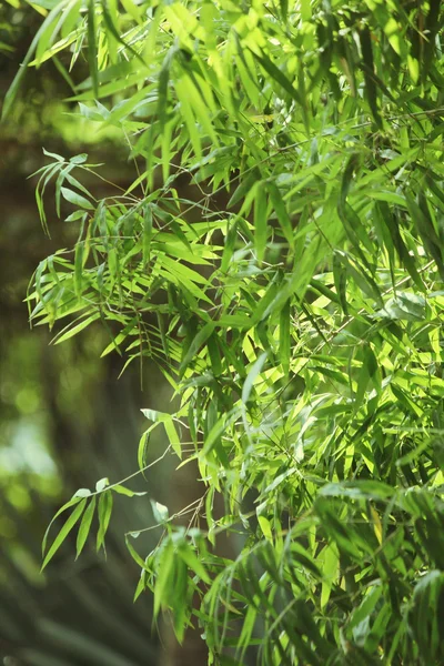 Bambu. — Stok fotoğraf